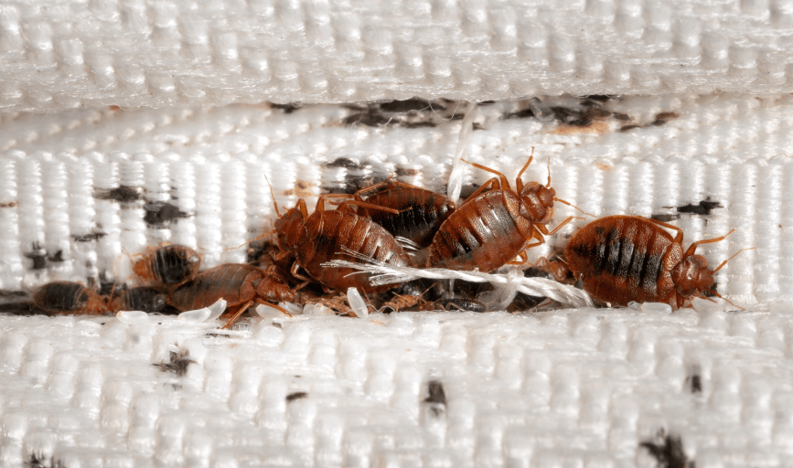 Bed Bug Treatment