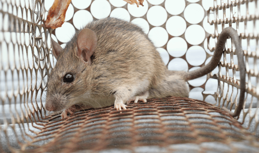Rodent Control